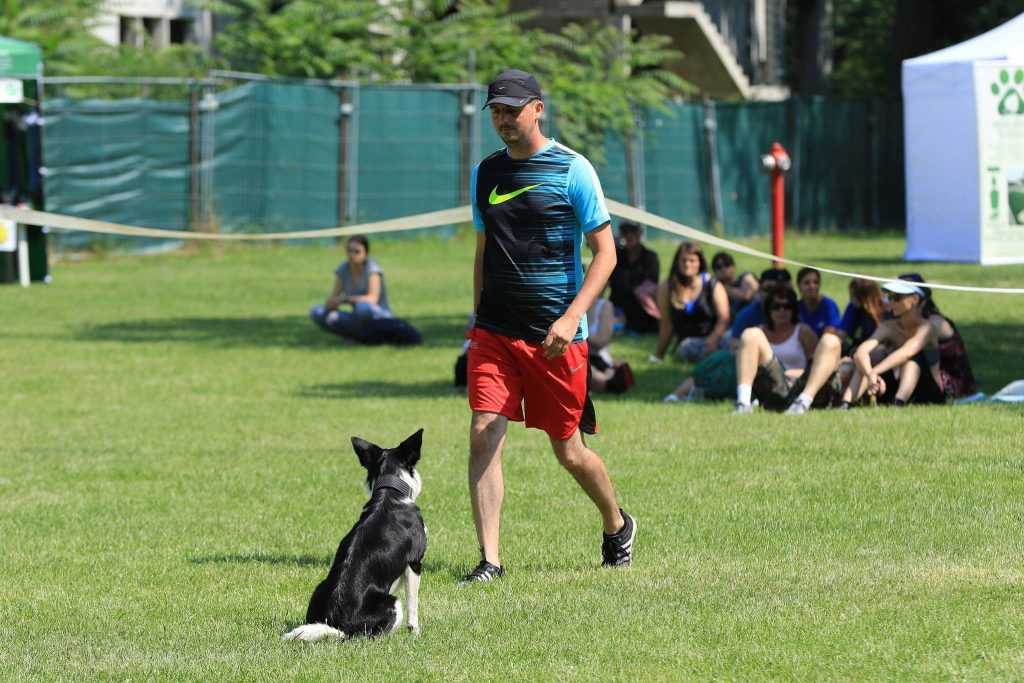 VÝCVIKOVÁ ŠKOLA PRE PSOV REXIK 