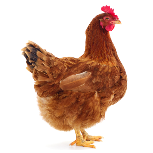 Hospodárske zvieratá