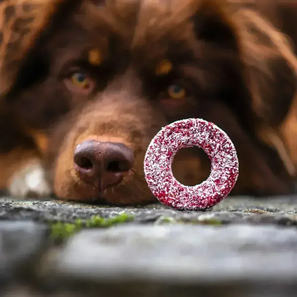 Vianočný balíček s donutami Koko Charlie 6 ks