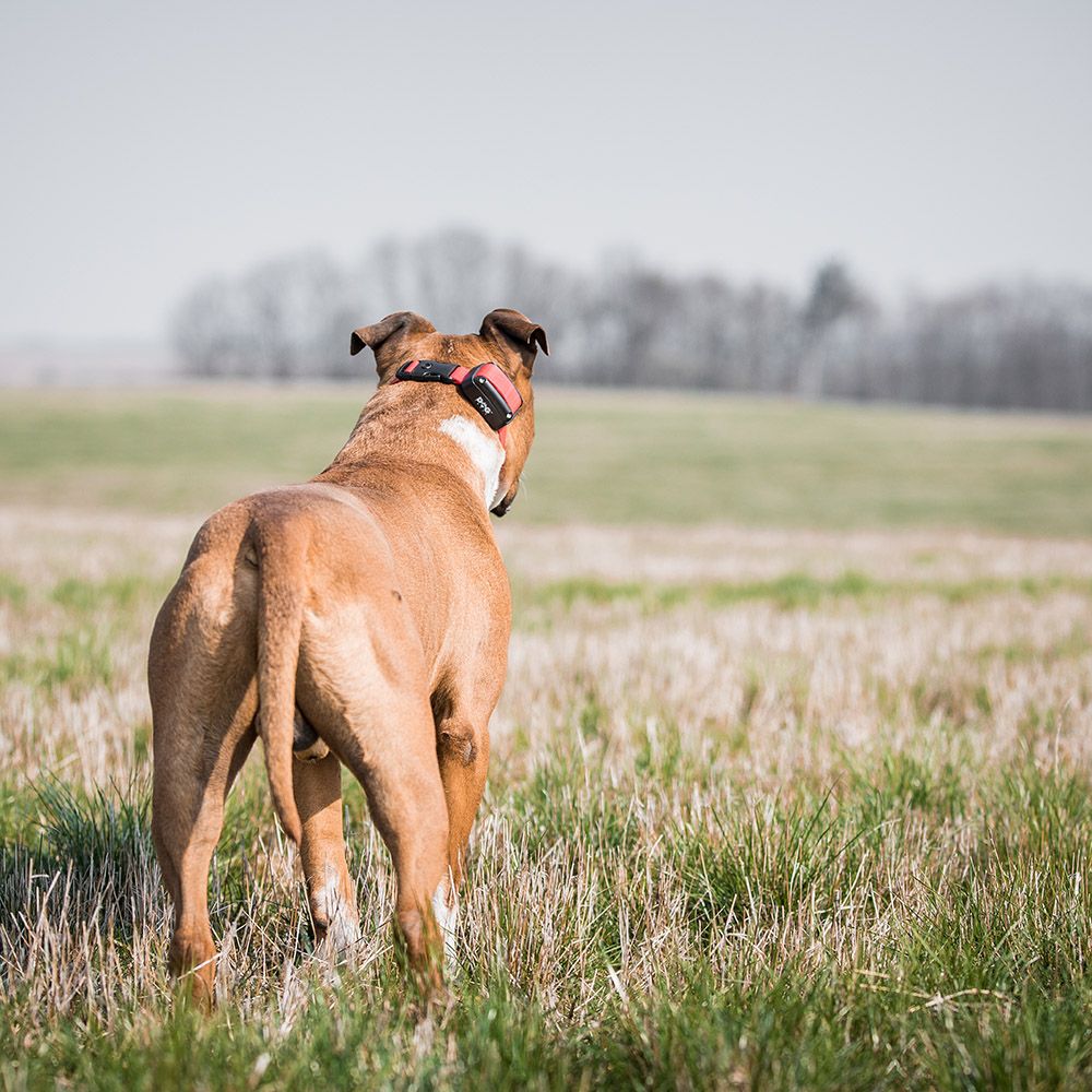 Elektronický výcvikový obojok d-control 1000