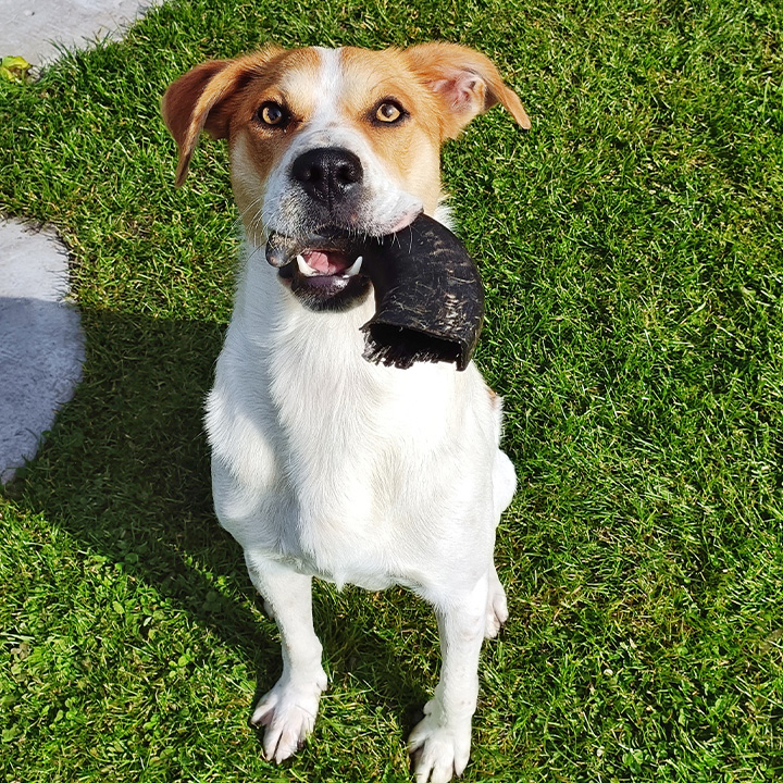 Byvolí paroh M 1 ks