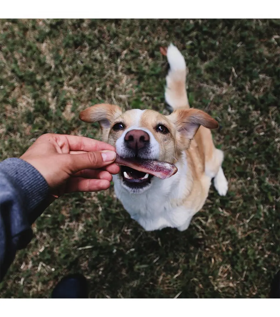 Pamlsok DUVO+ Serrano sušené kostičky bravčové údené 3 ks