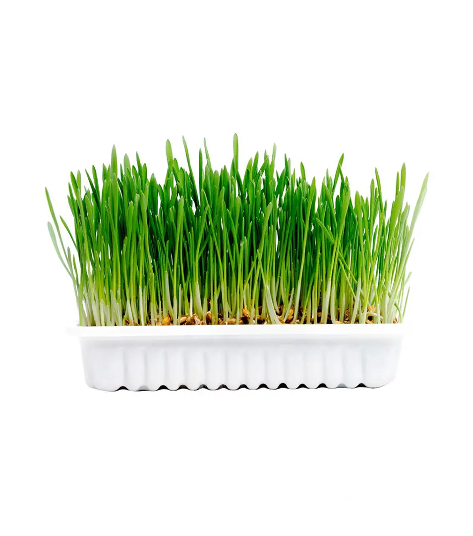 Mačacia tráva Duvo+ 70 gr, 17,5x13x3cm