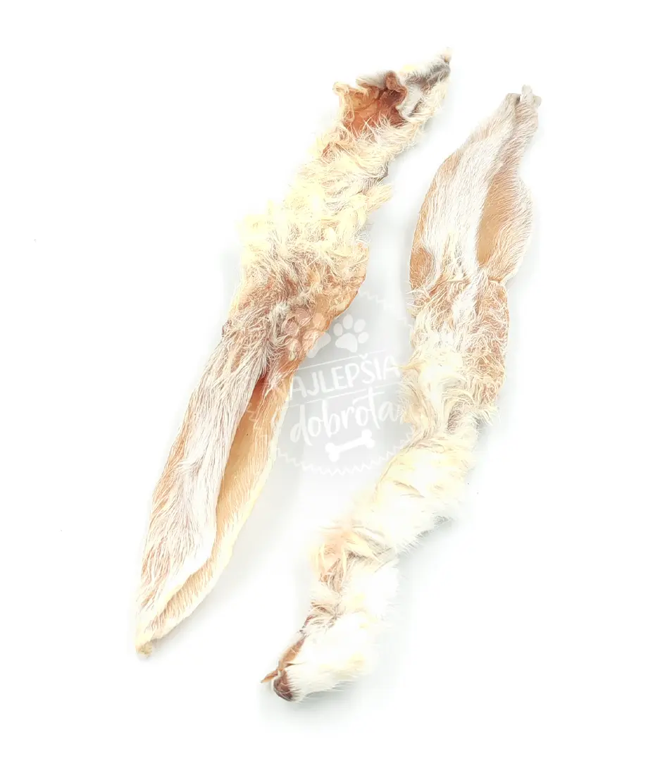 Zajačie ucho srsťou 1 ks