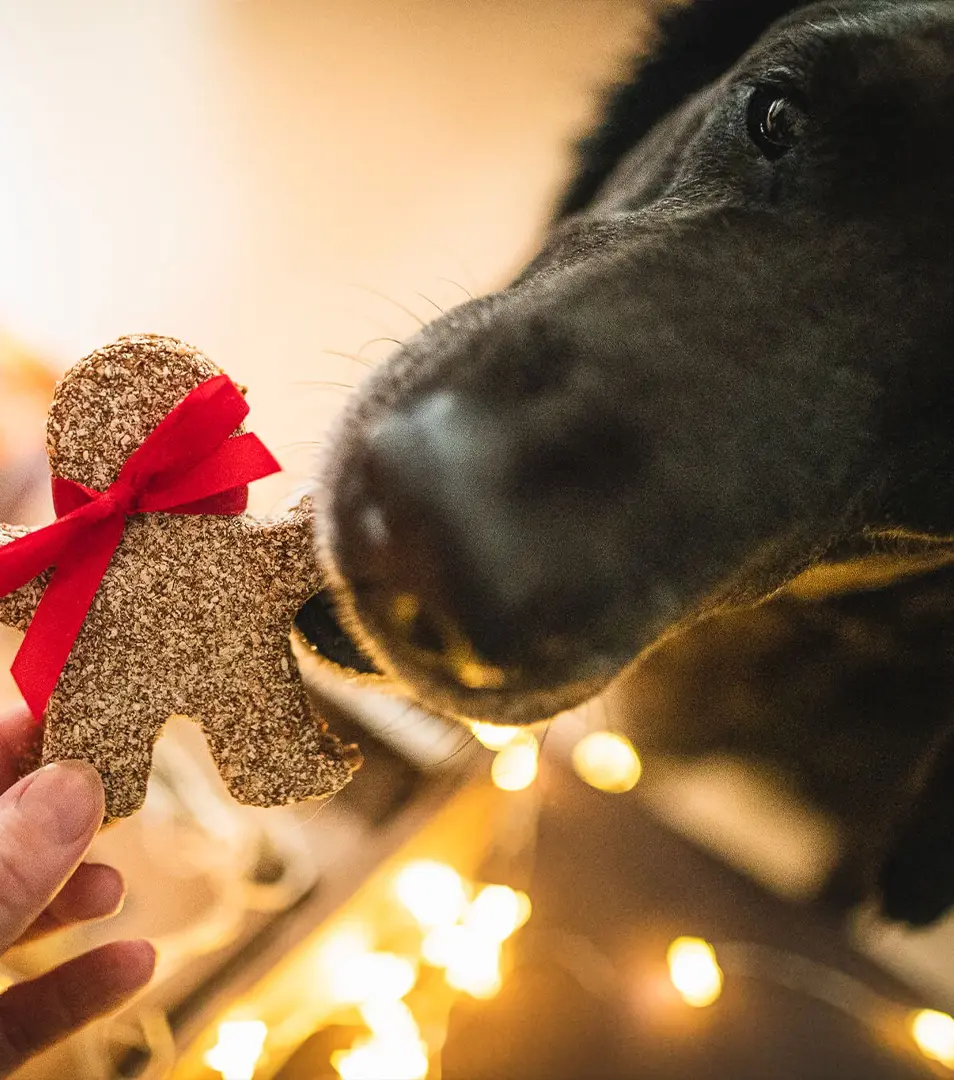 Vianočný Pán perníček