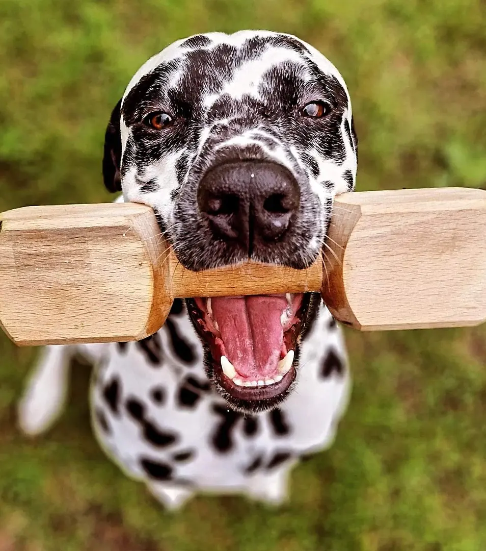 BAFPET Aportovacia činka, drevená Farba: Prírodná, Rozmer: 400g 09062