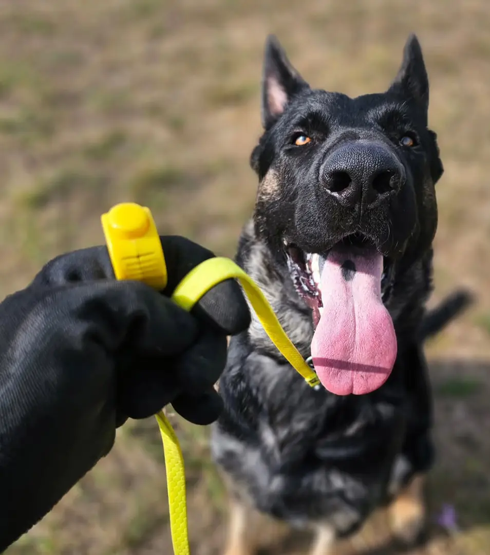 Kliker Clicino® Pink