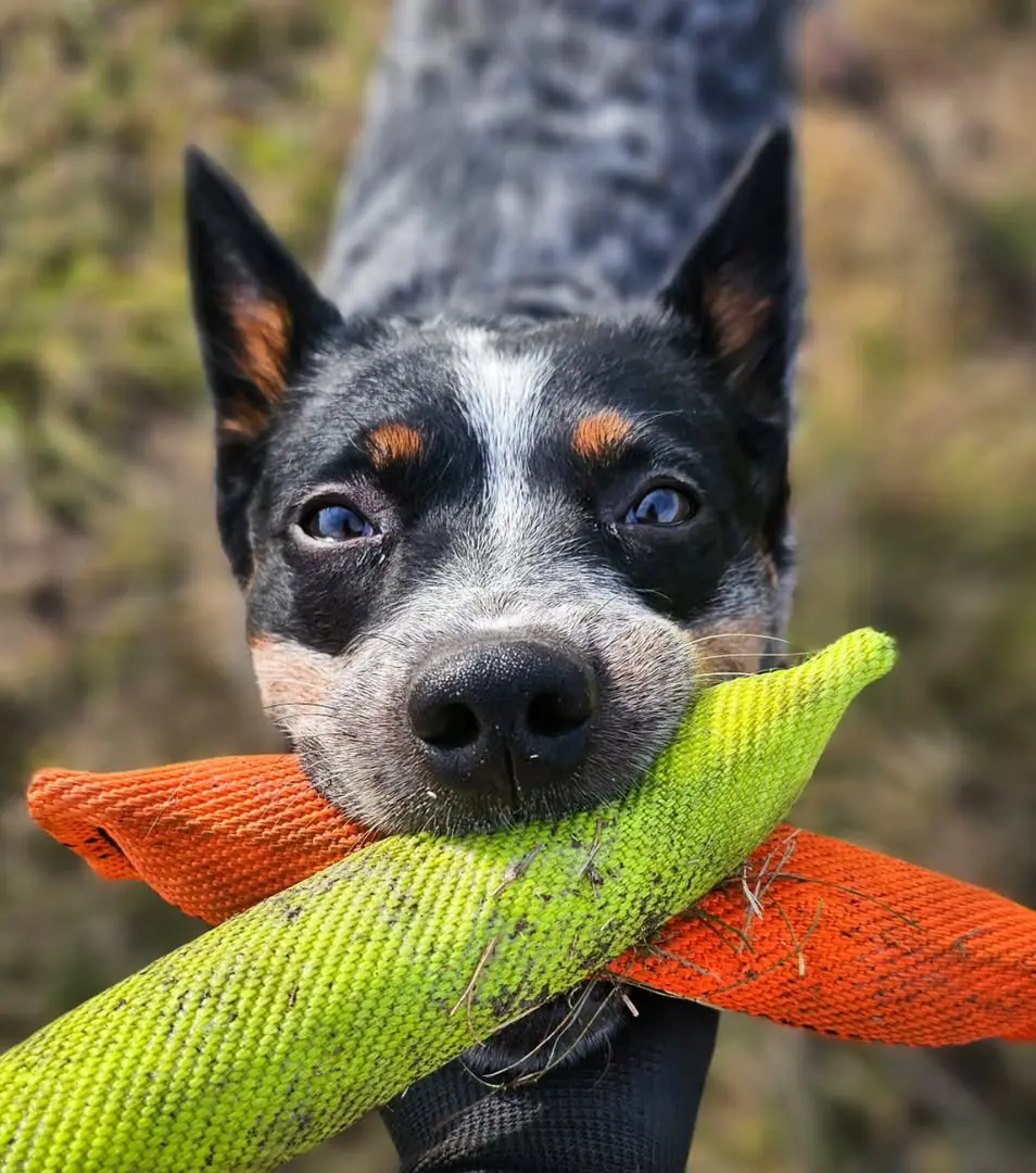 BAFPET Pešek, 1x ucho Farba: Zelená, Rozmer: 50mm x 24cm 09022