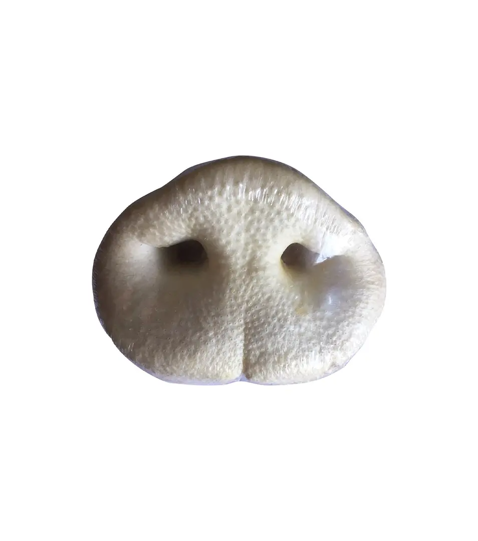 Bravčový rypák biely 1 ks