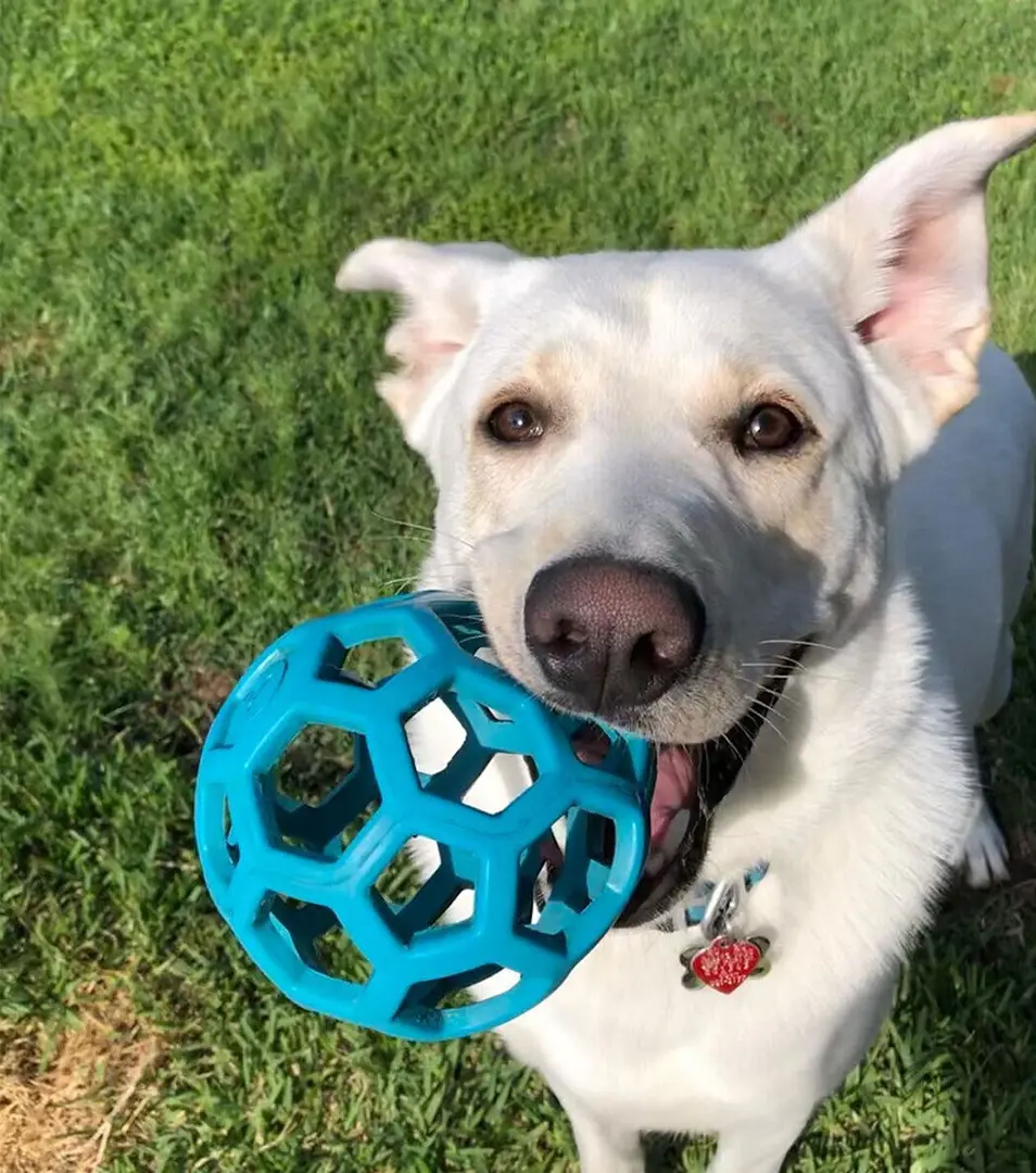 Lopta JW HOL-EE Roller S priemer 9 cm, mix farieb