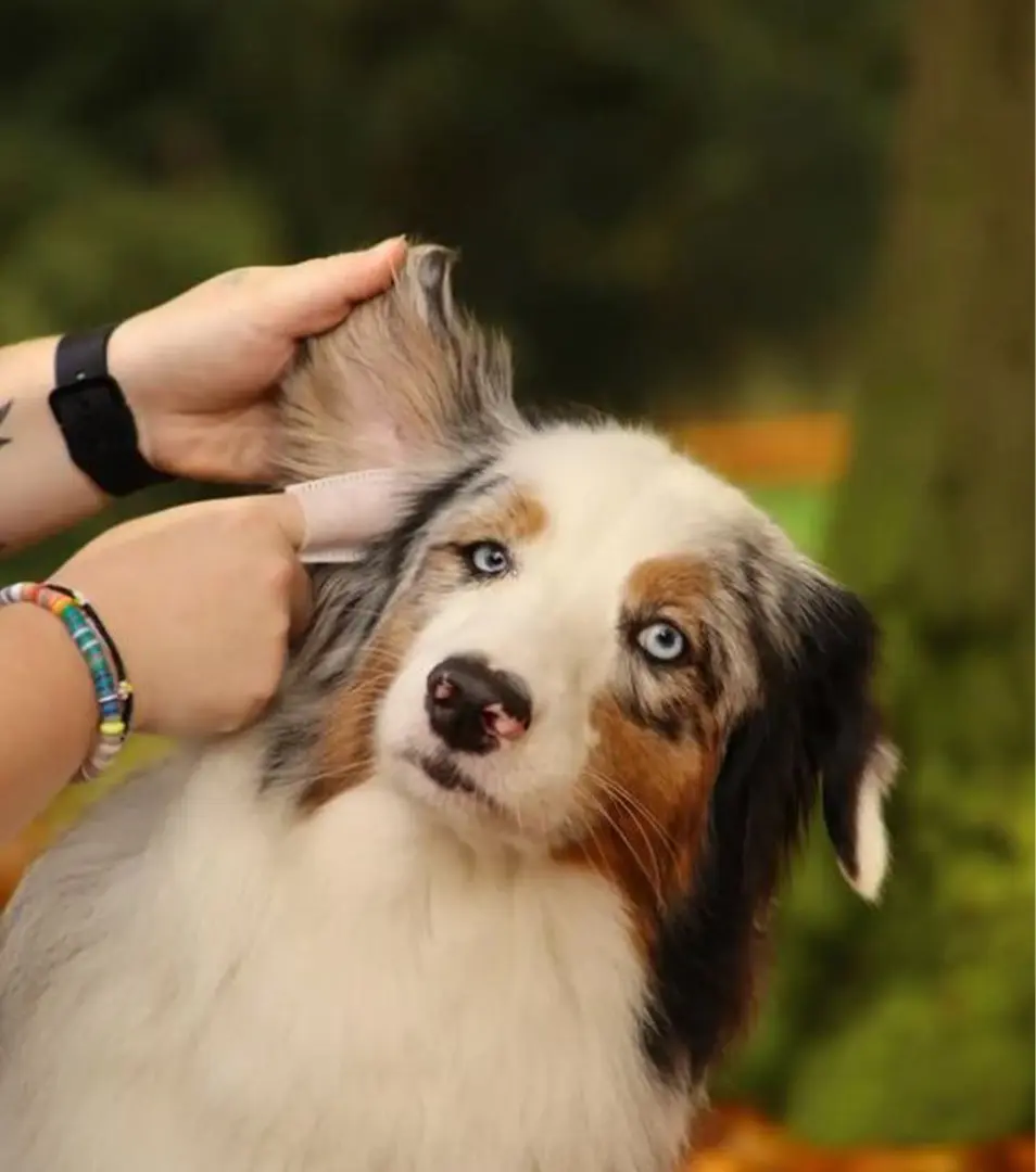 Obrúsky na oči a uši AMINELA 50 ks