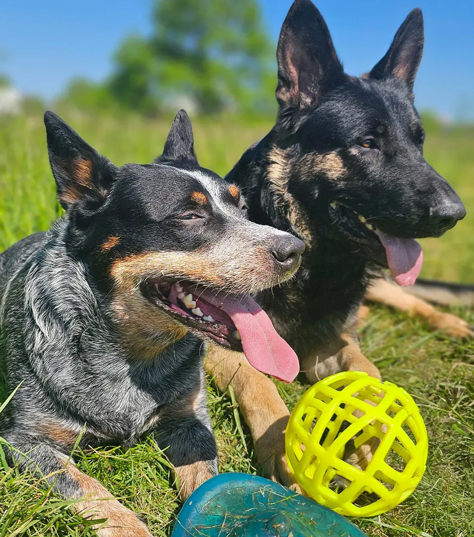 Lopta JW HOL-EE Roller JUMBO priemer 19 cm, mix farieb