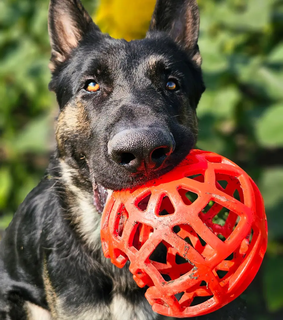 Lopta JW HOL-EE Roller JUMBO priemer 19 cm, mix farieb