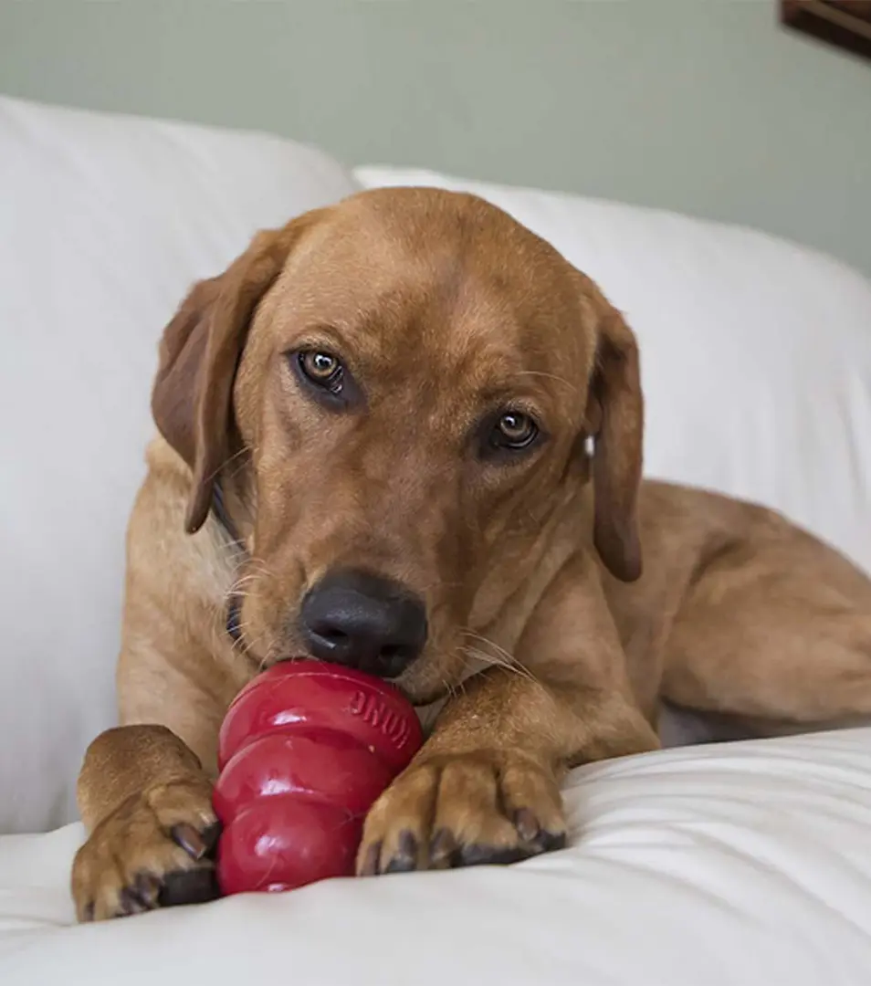 Pamlsok Kong Easy Treat pasta v spreji cheddar syr 226 g