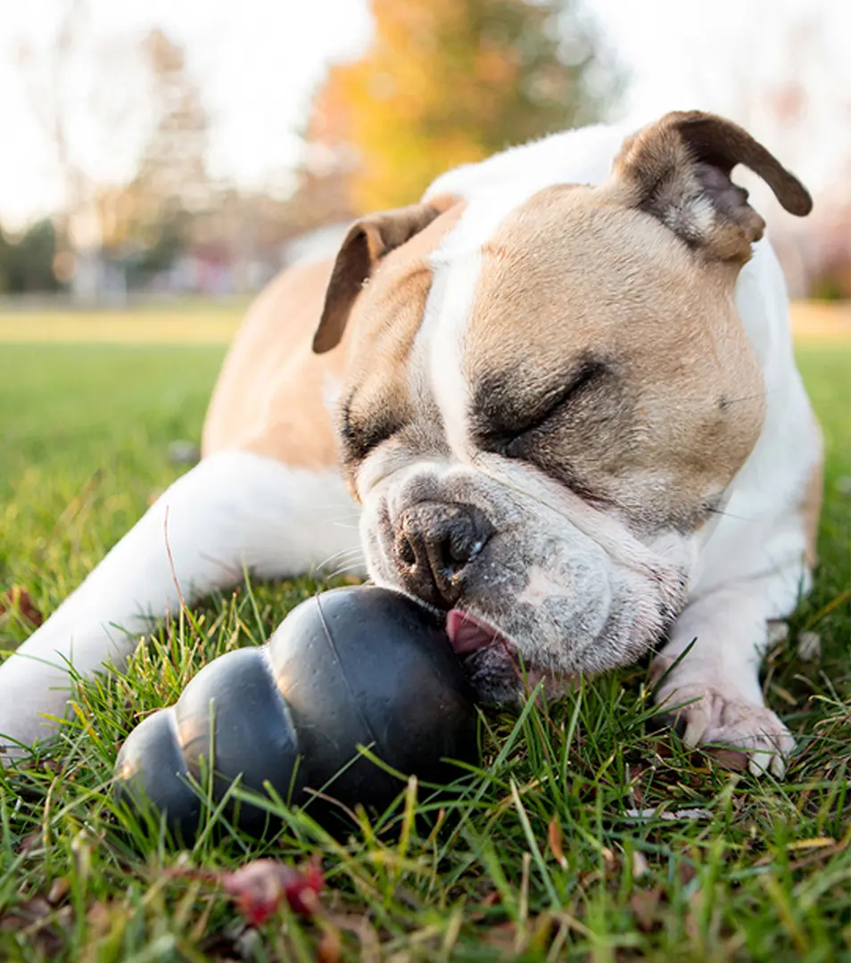 Hračka Kong Dog Extreme Granát čierny, guma prírodná, M 5 - 15 kg