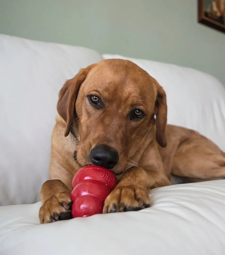 Hračka Kong Dog Classic Granát červený, guma prírodná, M 7-16 kg