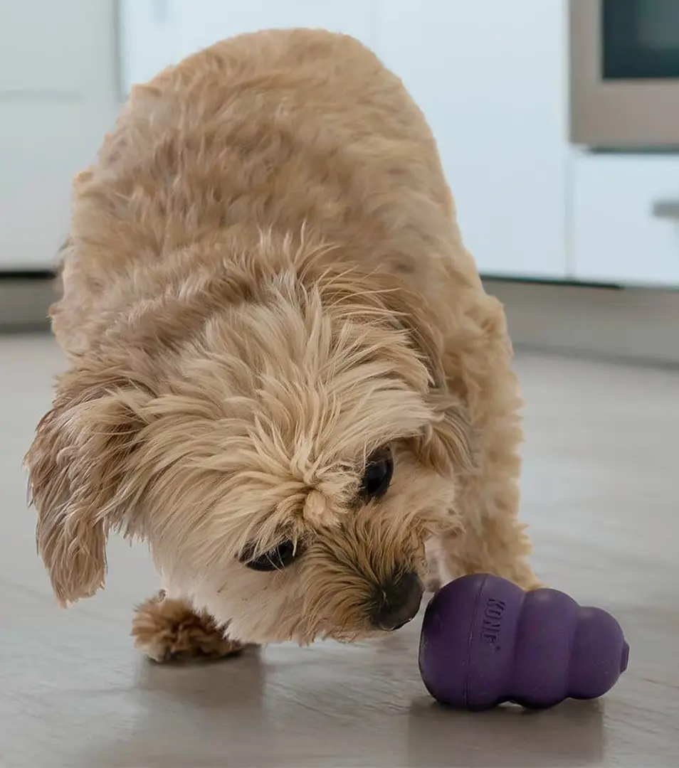 Hračka Kong Dog Senior Granát fialový, guma prírodná, S do 9 kg