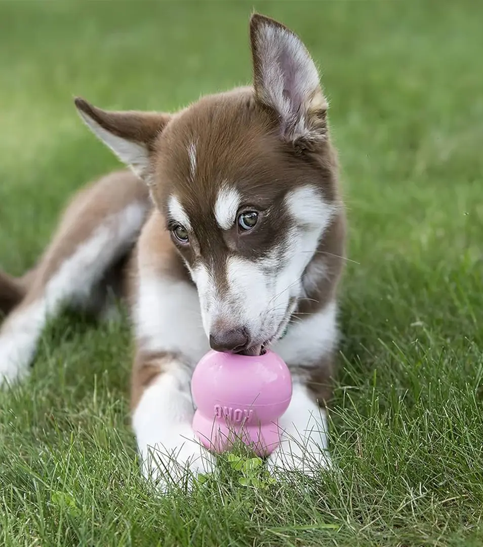 Hračka Kong Dog Puppy Granát modrý/ružový, guma prírodná, L 13-30 kg