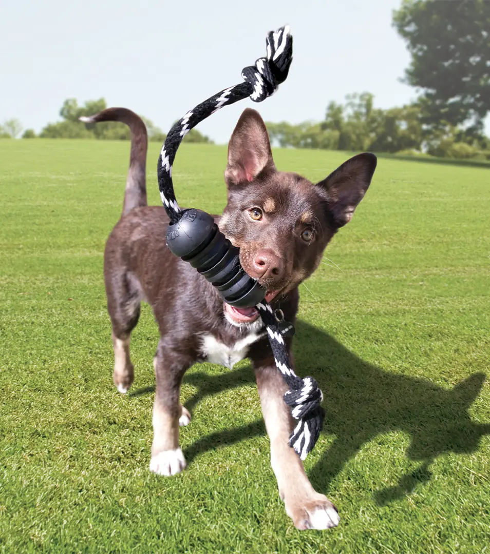 Hračka Kong Dog Extreme Dental Granát čierny, guma prírodná, L 13 - 30 kg