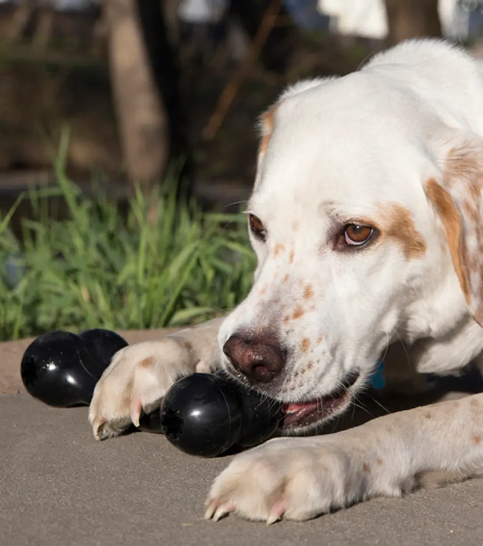 Hračka Kong Dog Extreme Kosť čierna, guma prírodná, L