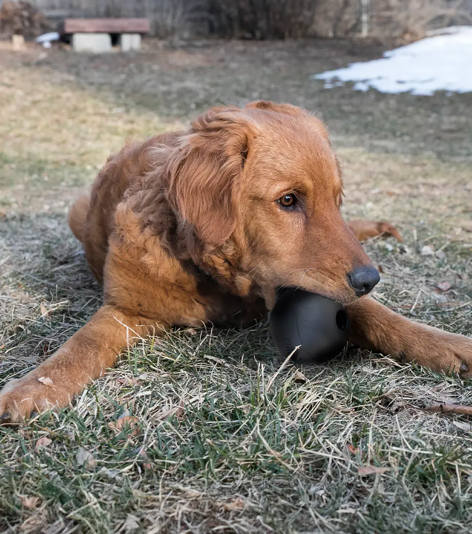 Hračka Kong Dog Extreme Lopta čierna, guma prírodná, M/L 13-30 kg
