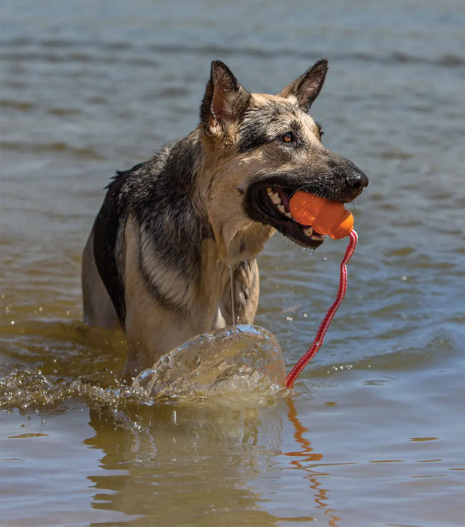 Hračka Kong Dog Aqua Granát s lanom oranžový, plávajúci, guma prírodná, L