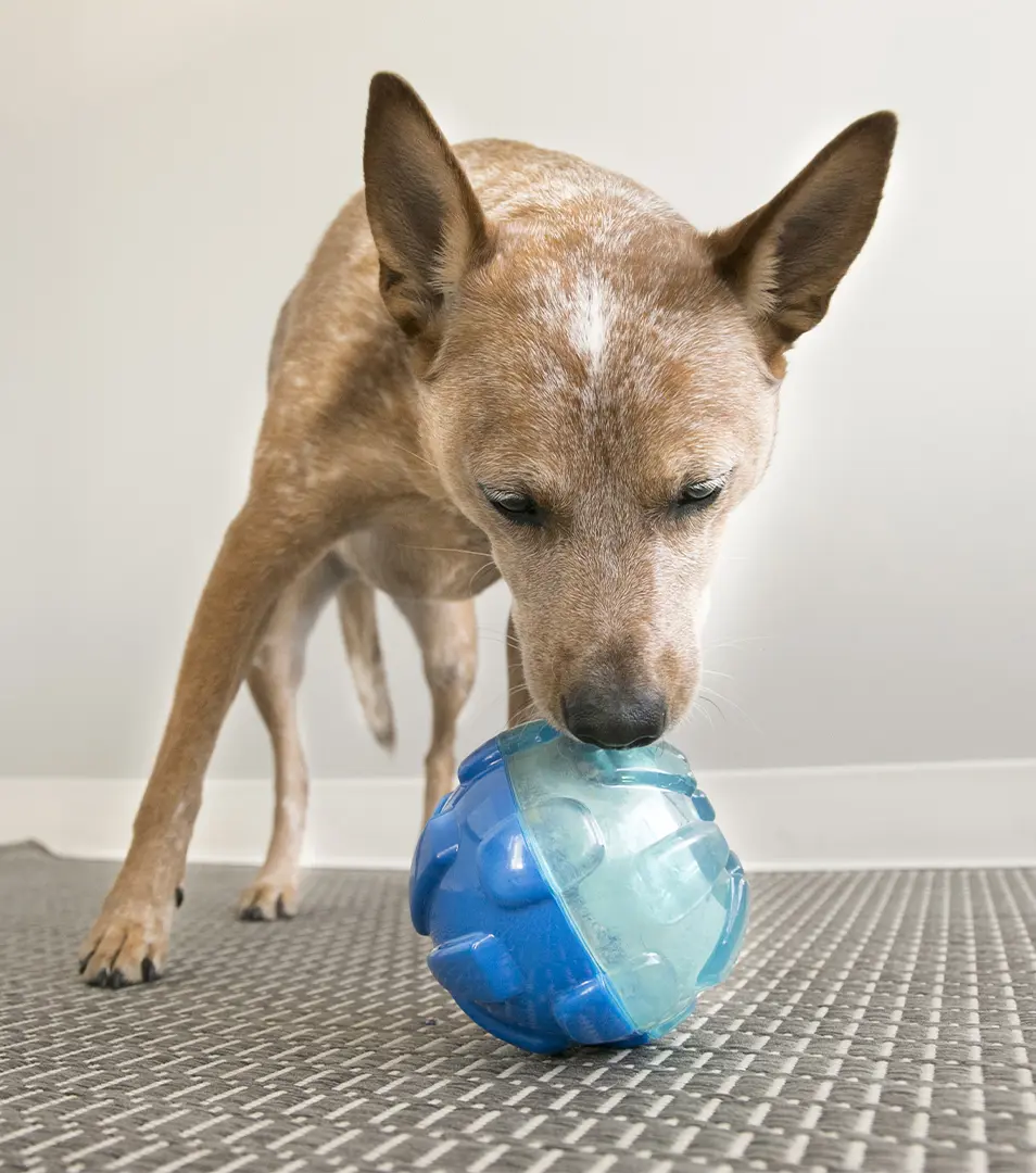 Hračka Kong Dog Rewards Lopta plniaca, modrá, guma termoplastická, L - priemer 10,5 cm