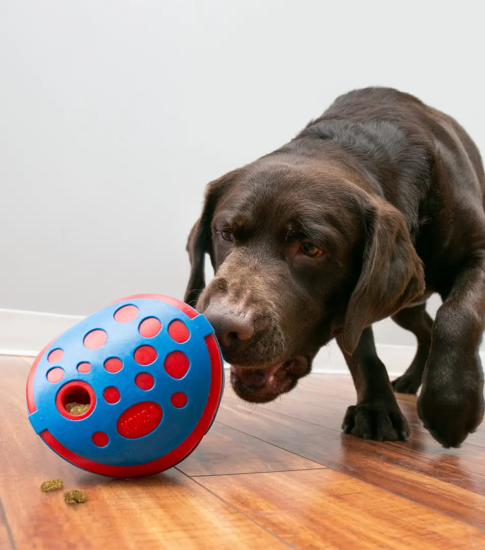 Hračka Kong Dog Rewards Lopta plniaca, červená/modrá, guma termoplastická,M/L