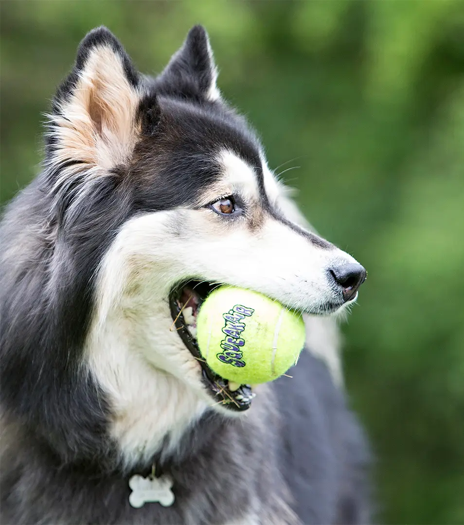 Hračka Kong Dog SqueakAir Lopta s pískatkom tenis, guma vulkanizovaná, L, bal./2 kusy