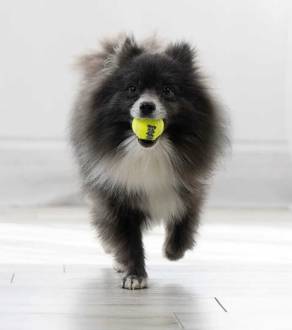 Hračka Kong Dog SqueakAir Lopta s pískatkom tenis, guma vulkanizovaná, S (3ks/bal.)