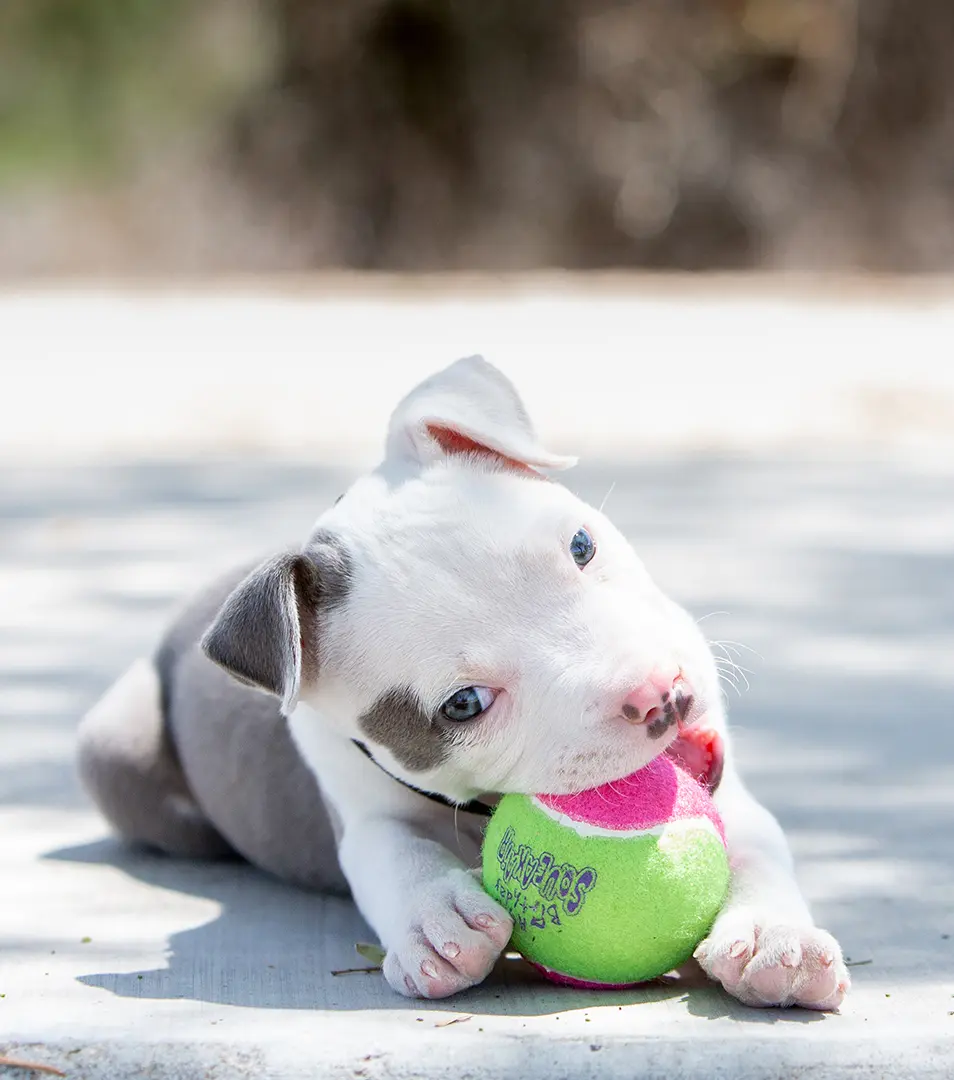 Hračka Kong Dog SqueakAir Narodeninová loptička s pískatkom, vulkanizovaná guma M (3ks/bal.)