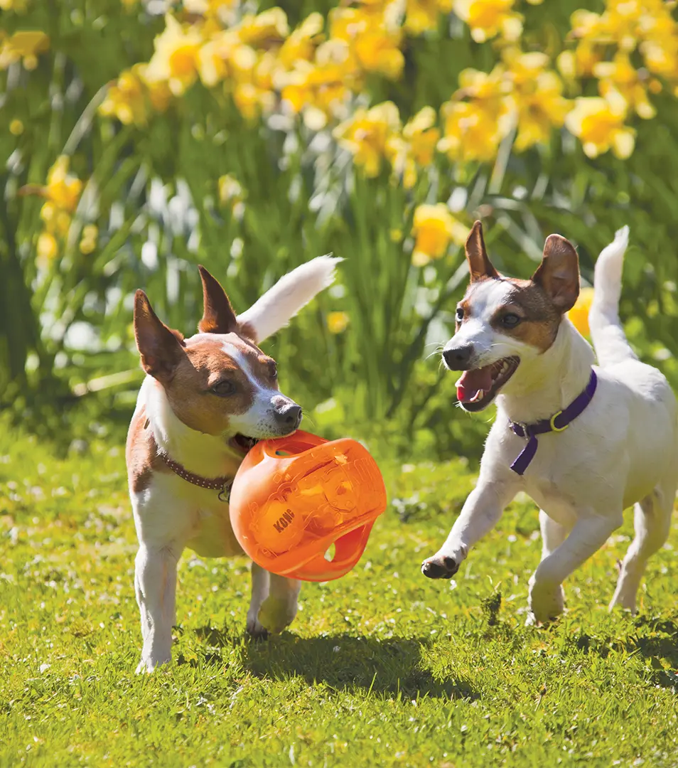 Hračka Kong Dog Jumbler Lopta s pískatkom, guma termoplastická, M/L