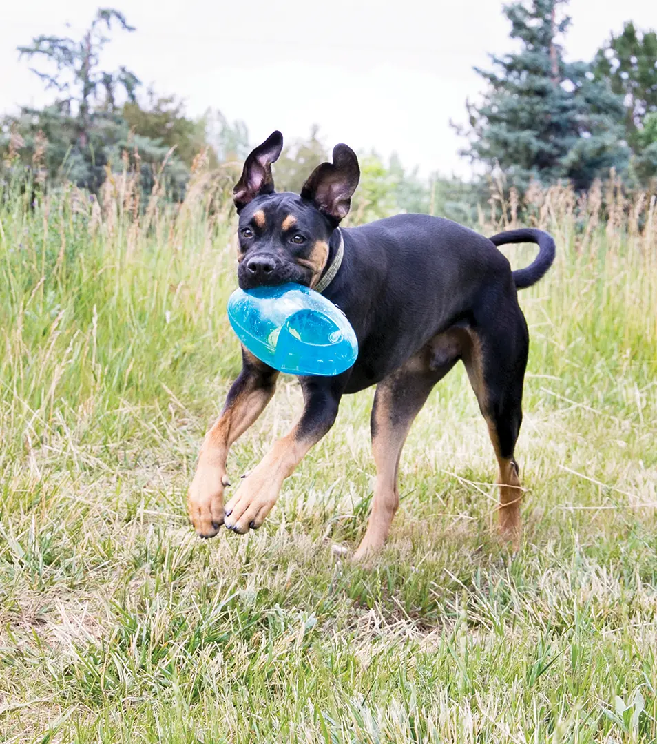 Hračka Kong Dog Jumbler Lopta futbalová s pískatkom, guma termoplastická, M/L