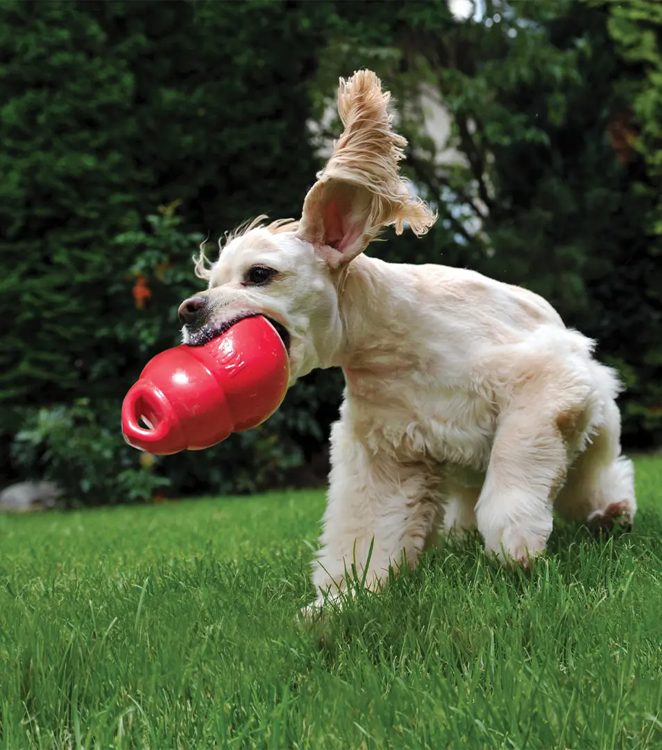 Hračka Kong Dog Bounzer Granát s úchytom, aportovací, červený, guma, L