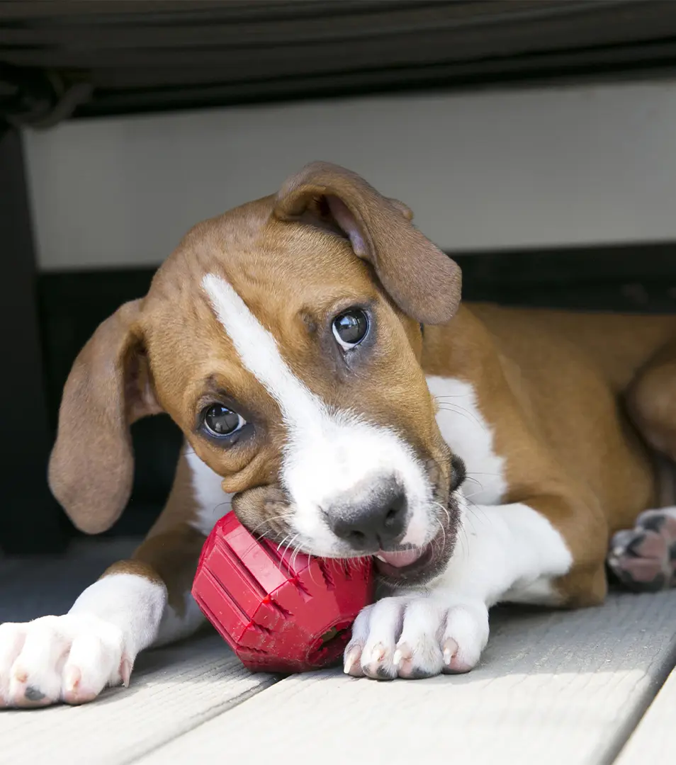 Hračka Kong Dog Dental Lopta plniaca, červená, guma prírodná, M