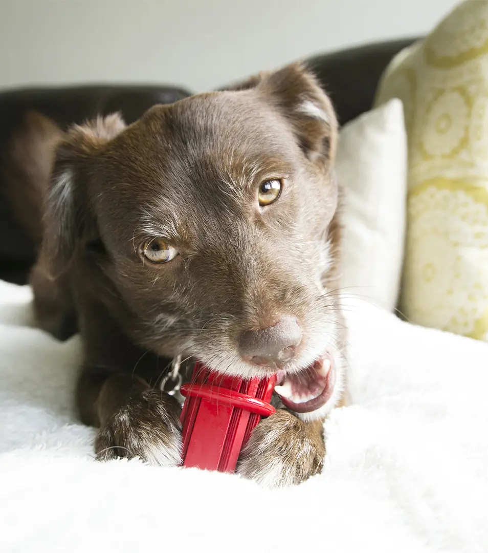 Hračka Kong Dog Dental Tyč, plniaca, červená, guma prírodná, M