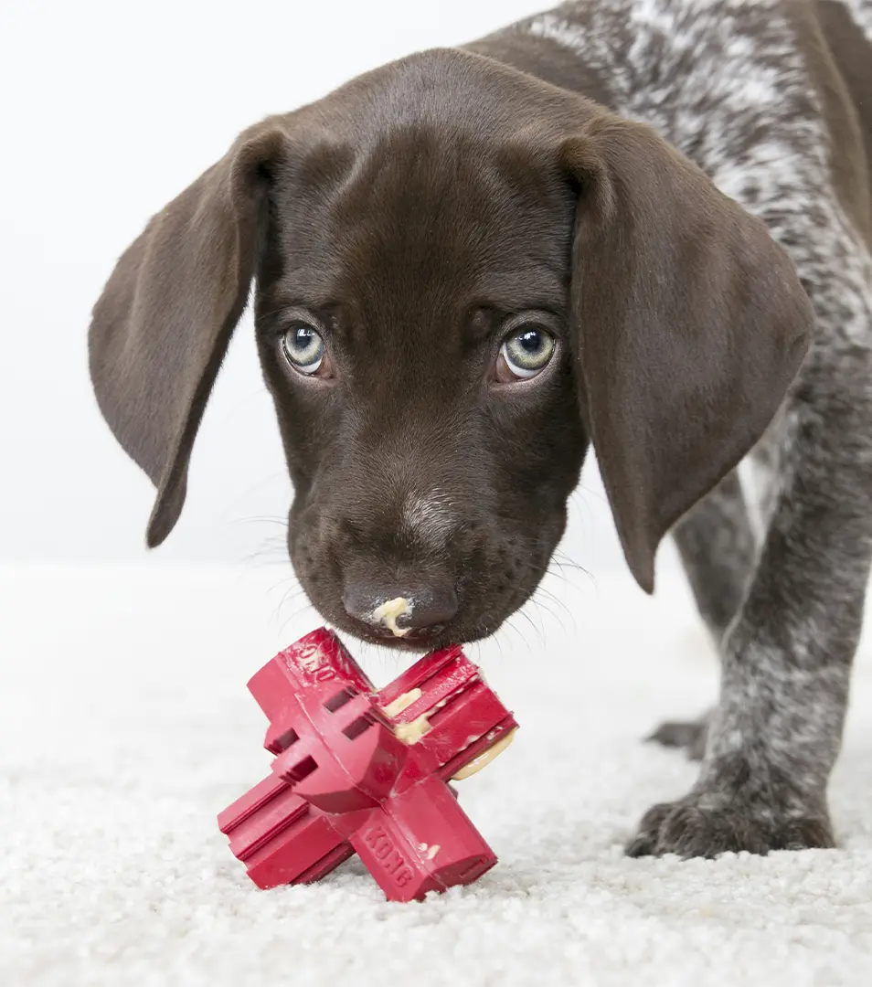 Hračka Kong Dog Dental Jump'N Jack, plniaca, červená, guma prírodná, M