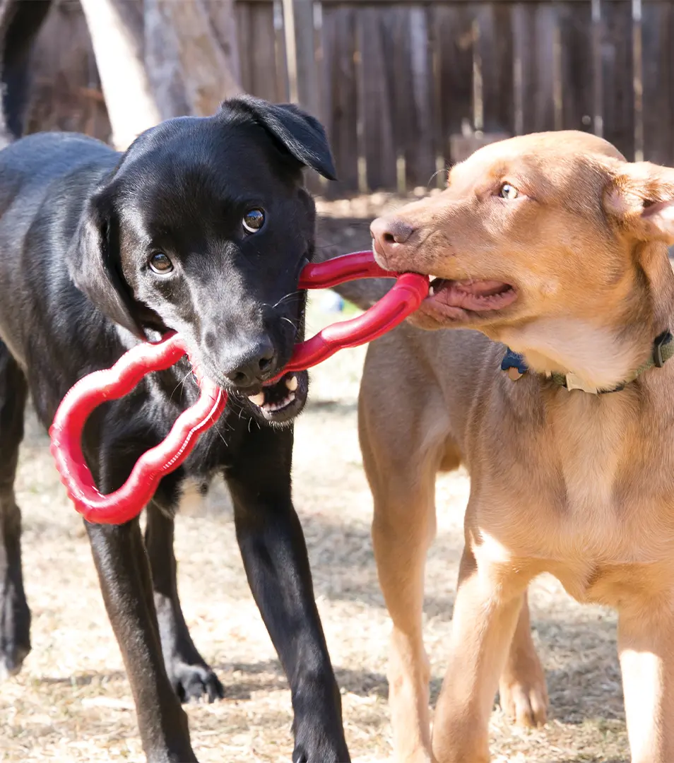Hračka Kong Dog Classic Preťahovadlo červené, guma prírodná, M