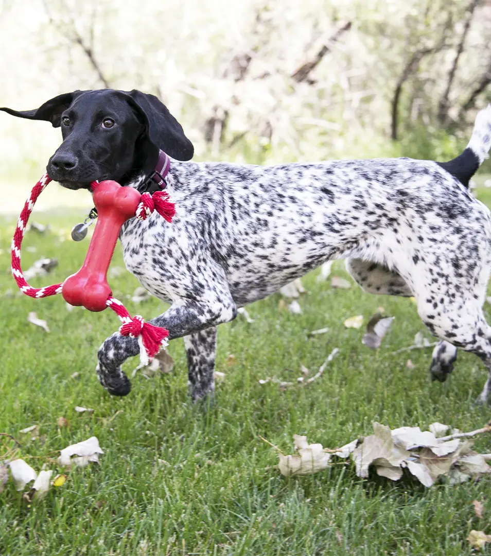 Hračka Kong Dog Puppy Goodie Bone Classic Kosť červená s lanom, guma prírodná, M