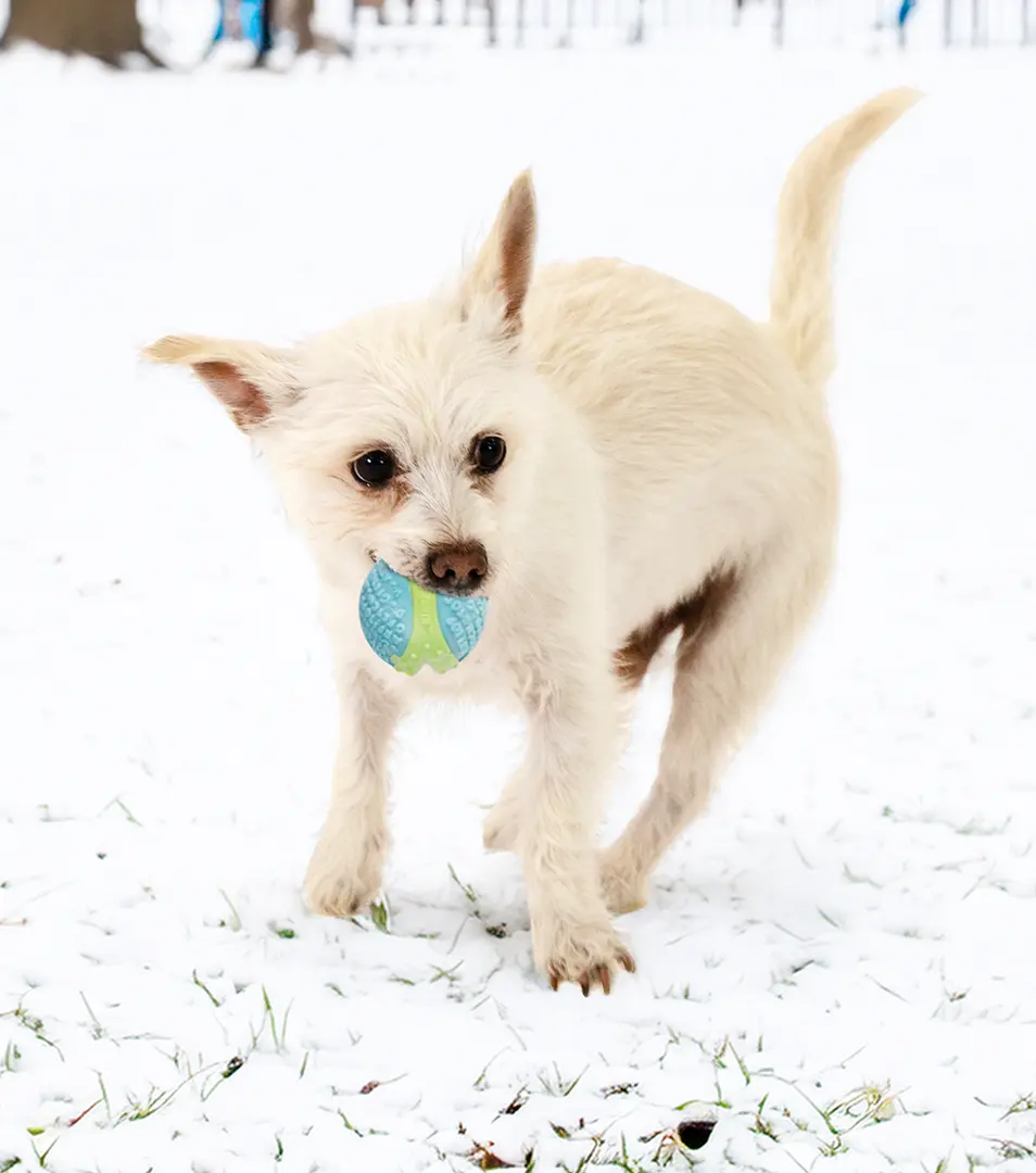Hračka Kong Dog Corestrength Lopta, zeleno-modrá, guma, L - 7 cm