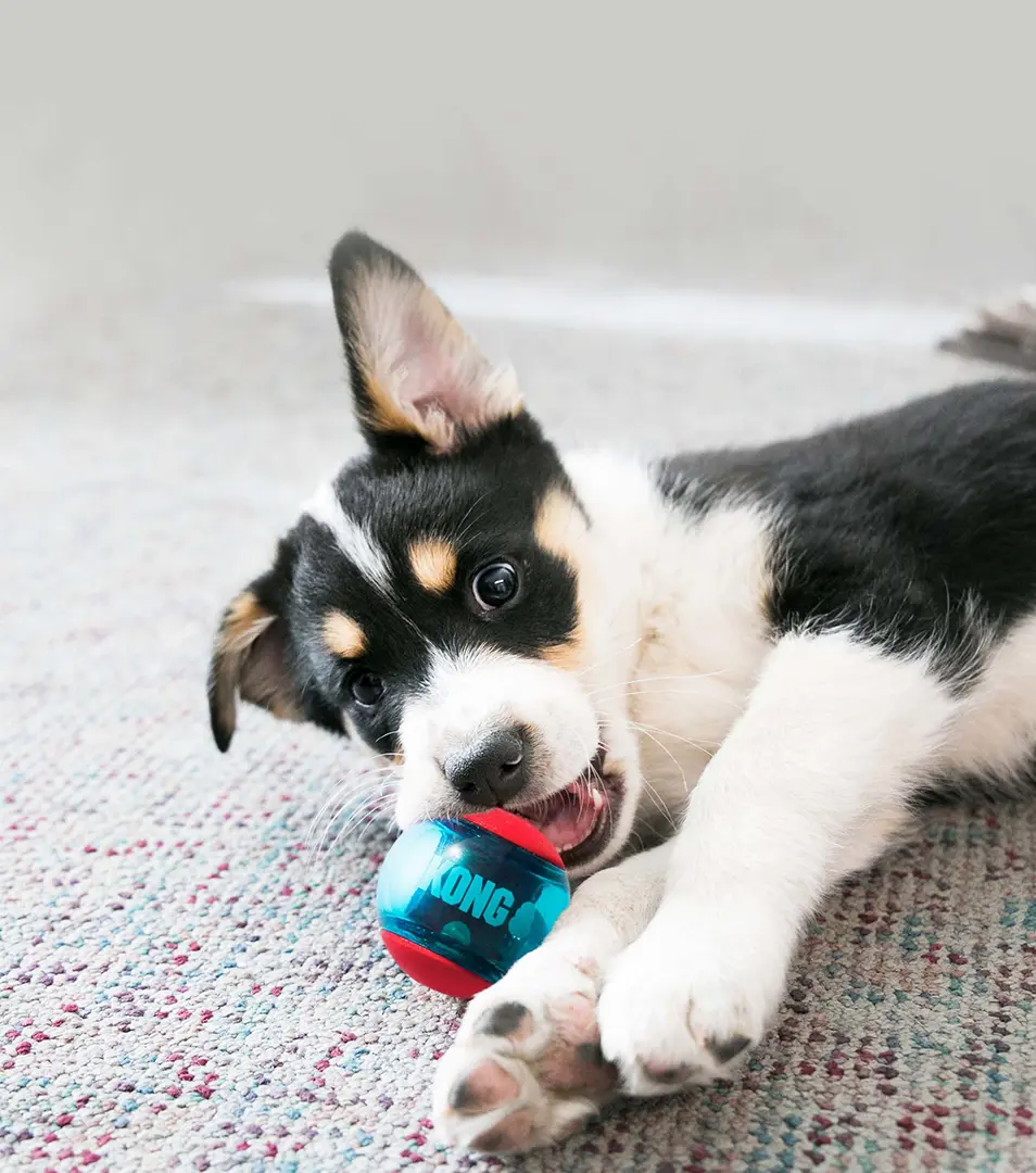 Hračka Kong Dog Squeezz Action Lopta s pískatkom, guma termoplastická, M (3ks/bal.)