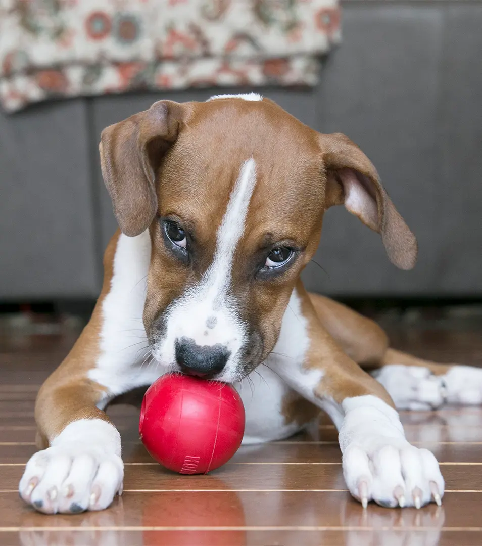 Hračka Kong Dog Classic Lopta červená, guma prírodná, M/L 13-30 kg