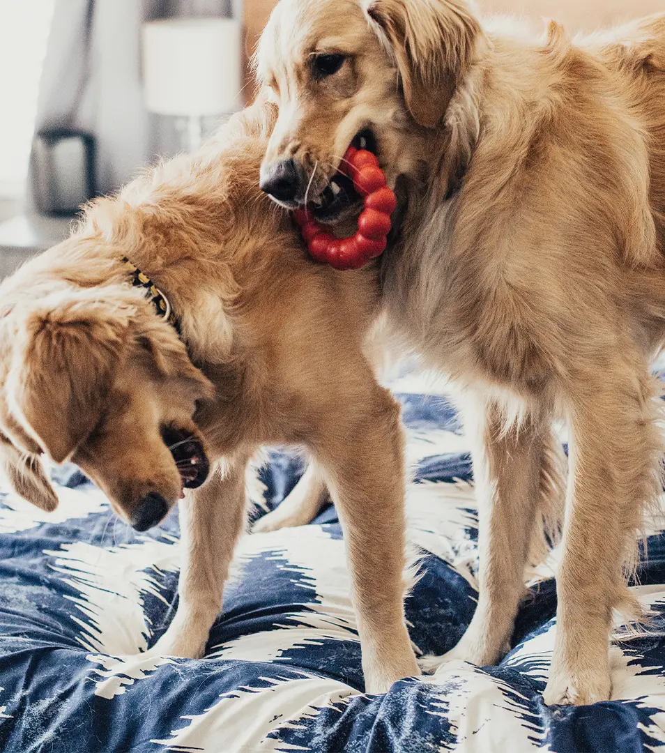 Hračka Kong Dog Classic Kruh červený, guma prírodná, S/M
