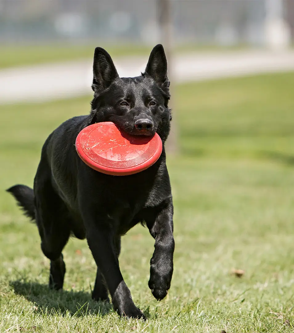 Hračka Kong Dog Classic Flyer frisbee, červený, guma prírodná, L