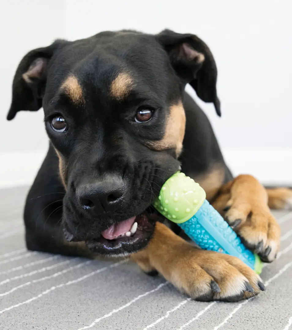 Hračka Kong Dog Corestrength Kosť, zeleno-modrá, guma, S/M