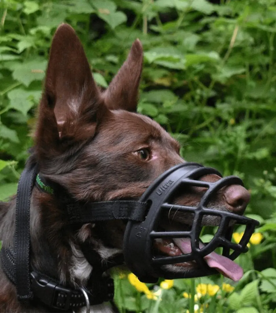 Náhubok Baskerville plast čierny pre psa veľ.1