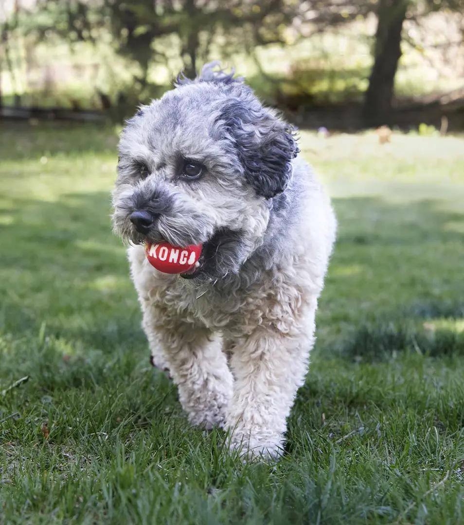 Hračka Kong Dog Signature Lopta červená, guma termoplastická, S (2 ks/ bal.)