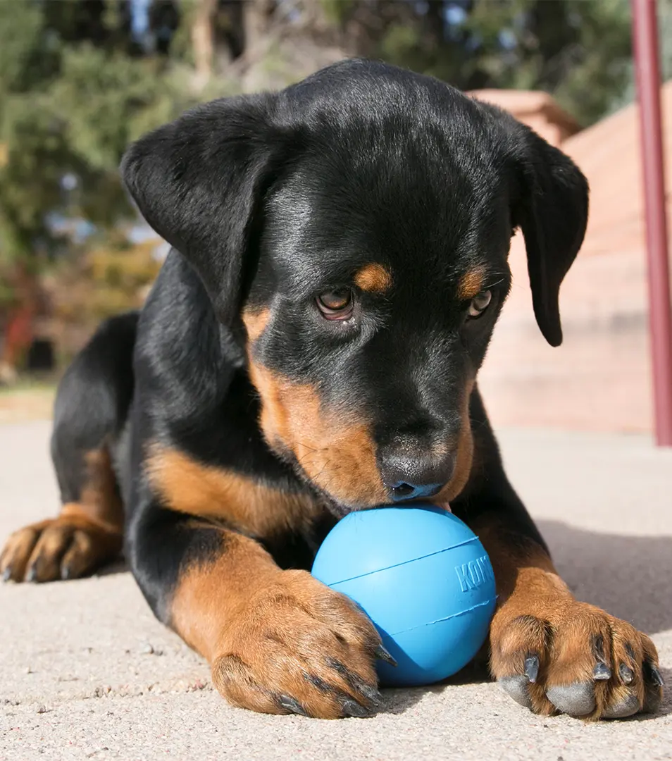 Hračka Kong Dog Puppy Lopta modrá/ružová, guma prírodná, M/L
