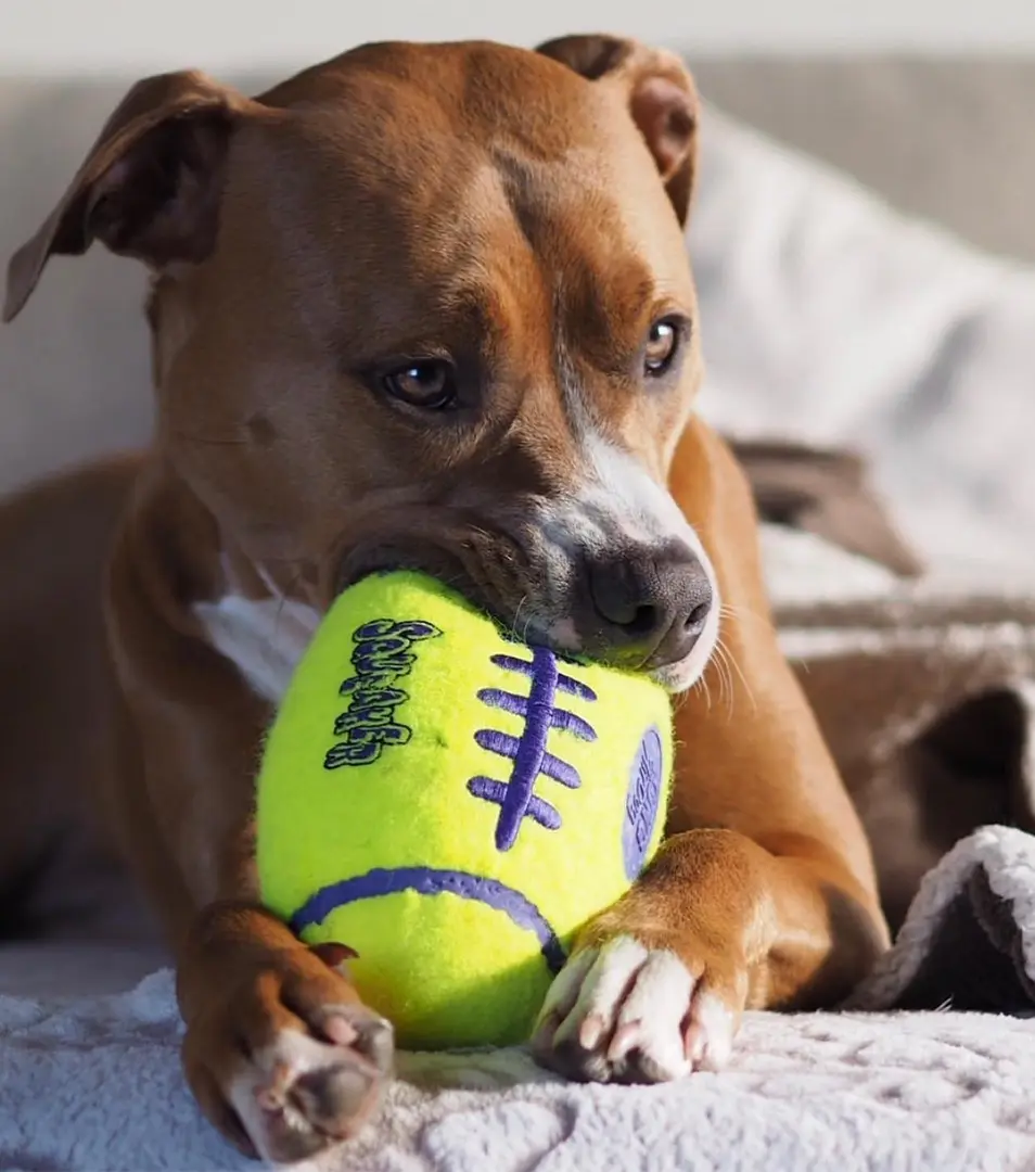 Hračka Kong Dog Airdog Lopta rugby s pískatkom tenis, guma vulkanizovaná, L