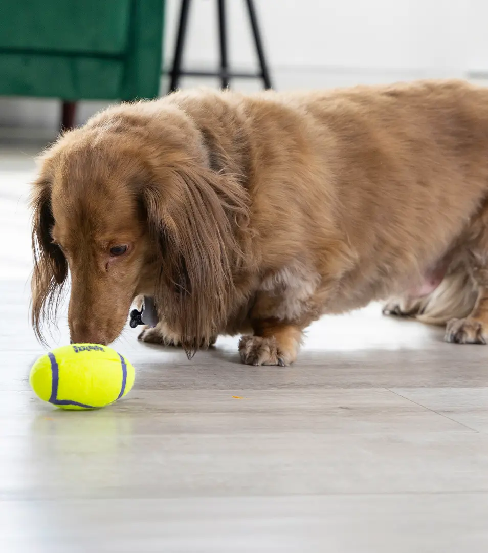Hračka Kong Dog Airdog Lopta rugby s pískatkom tenis, guma vulkanizovaná, S